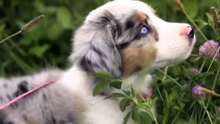 60 Seconds Of Cute Australian Shepherd Puppies!