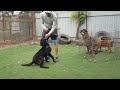 the belgian malinois puppy training basics obedience k9 dog