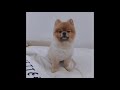 cuties pom pom pomeranians part 1 可爱博美犬