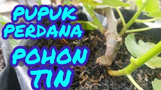 pemupukan pohon tin didalam pot