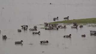 Rare Eurasian Wigeons