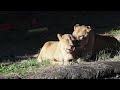 ほのぼの💕夫婦の平和な一日【ほっこり夫婦💕】 はまzoo のんほいパーク lion トム サナ 浜松市動物園 仲良し夫婦 夫婦