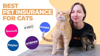 Best Pet Insurance for Cats (Our Top 6 Recommendations)