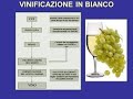 Vinificazione in bianco