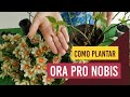 Planting Ora Pro Nobis: How to Cultivate this Easy Eating Wood - PANCS