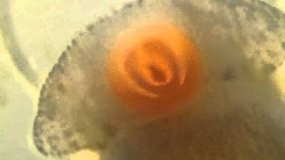 Macrography: Freshwater Snails - Physella acuta