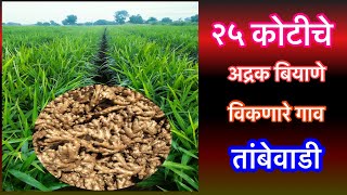 महाराष्ट्रभर अद्रक बियाणे विकणारे तांबेवाडी गाव।Ginger Seed Production