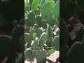 Producción del Nopal #nopal #campo #tierrafertil