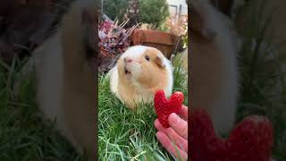 Guinea pig says ,,I love you“