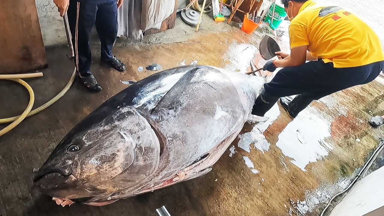 370kg Giant Bluefin Tuna Vs 3kg Sharpest Knife Youtube