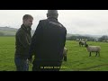 felix johnson gibbs best solution for his 150 sheep crystalyx sheep feed block lick