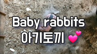 토끼 출산 예쁜 애기 토끼가 태어났어요 baby rabbit was born.