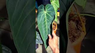 Blueish hue on the leaf of my Anthurium Waterburyanum