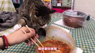 被榴莲螺蛳粉臭呆的猫咪，猫：铲屎的你吃这玩意我猫砂盆里有的是