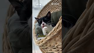 เคยสงสัยไหมว่าแมวเห็นเจ้าของเป็นอย่างไร Part 2 #funnyclips #facts #shortsfeed #cat #animals