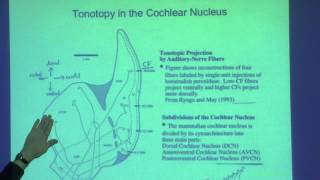 17. Cochlear nucleus: Tonotopy, unit types and cell types
