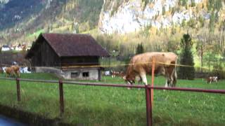 cow bell: walking from stechelberg to lauterbrunnen