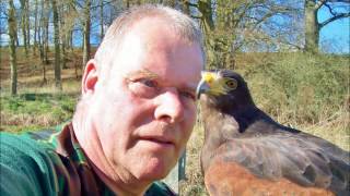 Chavez my Harris Hawk 2009 - 2012