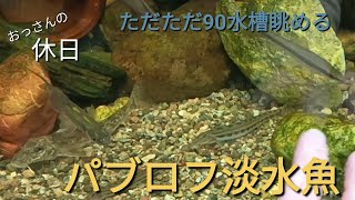 パブロフの淡水魚？餌やり前にガラスを叩いて合図をしていたら、、タナゴ、カマツカ、ムギツク、ドジョウ。。みんなおっさん寄ってくるように（笑）