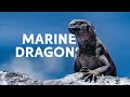 Marine Iguanas: The Mini Dinosaurs Under Threat In The Galapagos Islands | Vanishing Dragons