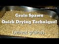 HOW TO MAKE MUSHROOM GRAIN SPAWN USING WHEAT GRAIN PLUS QUICK DRYING TECHNIQUE