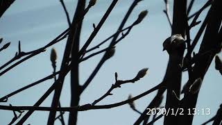 里の野鳥(ｼｼﾞｭｳｶﾗ)2019/3/9~2020/1/2 かわいいｼｼﾞｭｳｶﾗちゃんのいろいろなシーン