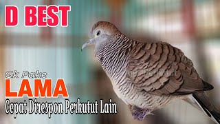 Perkutut Lokal Gacor D'Best Langsung Direspon Tanpa Hambatan CEPAT‼️