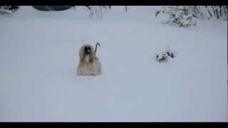 Duri (afghanischer Windhund) im Schnee