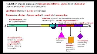 Lac Operon OCR A A-Level Biology 6.1.1 Cellular control