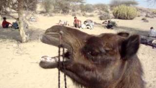Camel crying
