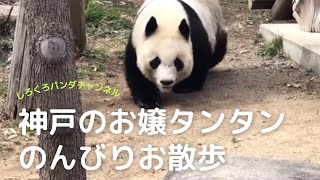 タンタン のんびりお散歩🐼　Panda, Tantan taking a leisurely stroll.