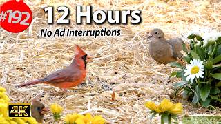 12 Hr. Uninterrupted Cat TV 😻 Best of Compilation Song Birds \u0026 Squirrels 🐦No Ads @LensMyth