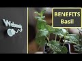 Health Benefits of Basil | Top 15 Benefits