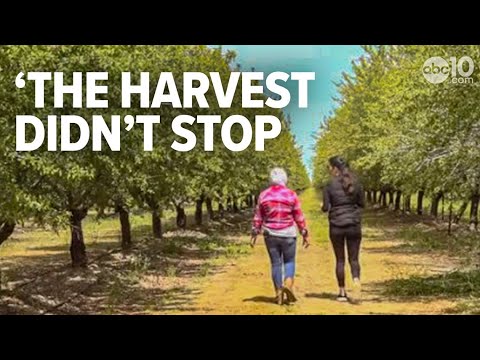 California Undocumented Farm Workers Could Have Path To Citizenship ...