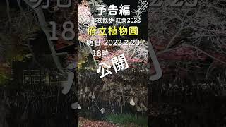 京都夜散歩 第32回・秋の京都 紅葉巡り2022 第15回 京都府立植物園の夜 予告編