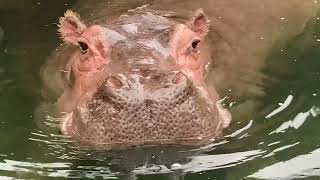 八木山動物公園  カバ  カポ  ヒタチ