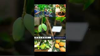 ഒരു മാവിൽ 5 വെറൈറ്റി മാങ്ങകള്‍ MULTI GRAFTED #shorts #youtube #shortsyoutube