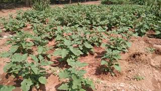 கத்தரி சாகுபடி - பாத்தி அமைத்து நீர் பாய்ச்சும் முறை/ Brinjal crop cultivation