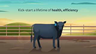 Prevent Blackleg in Cattle and More with PrimeVAC™