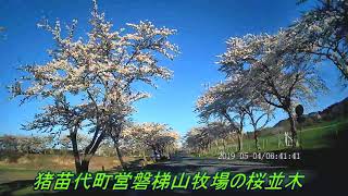 猪苗代町営磐梯山牧場の桜並木