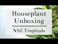 Uncommon Houseplant Unboxing | NSE Tropicals