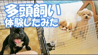 多頭飼い体験！犬友さんのわんちゃんお預かり1泊2日～初日編～