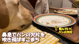 パンくずを舐めたいけど舐められないラブラドールレトリバー【こまちの日常動画】