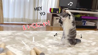 子猫とトイレットペーパーの芯で遊んだら最後は大興奮【マンチカン】