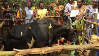 Twiyubake members enjoying their cows and feeding them