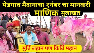 पेडगाव मैदानाचा १नंबर चा मानकरी माणीक समीर भैय्या पत्रिवाले मुलाखत |pedgaon maidan |