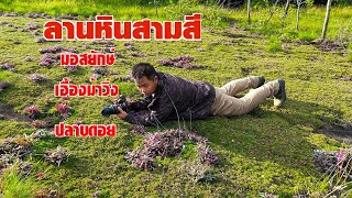 ลานหินสามสี(โคกหินลาด) บ้านห้วยหญ้าเครือ อ.น้ำหนาว(หนีกรุง)