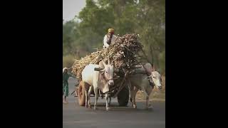 Village Life| ಹಳ್ಳಿ ಜೀವನ| ಕನ್ನಡ😍😍|