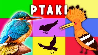 Odkrywamy polskie ptaki po cieniach! 🦜🦚 Edukacyjne bajki dla maluchów 🦜🦚