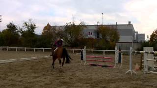 Chacco Amicor ZM       BSJ Horses